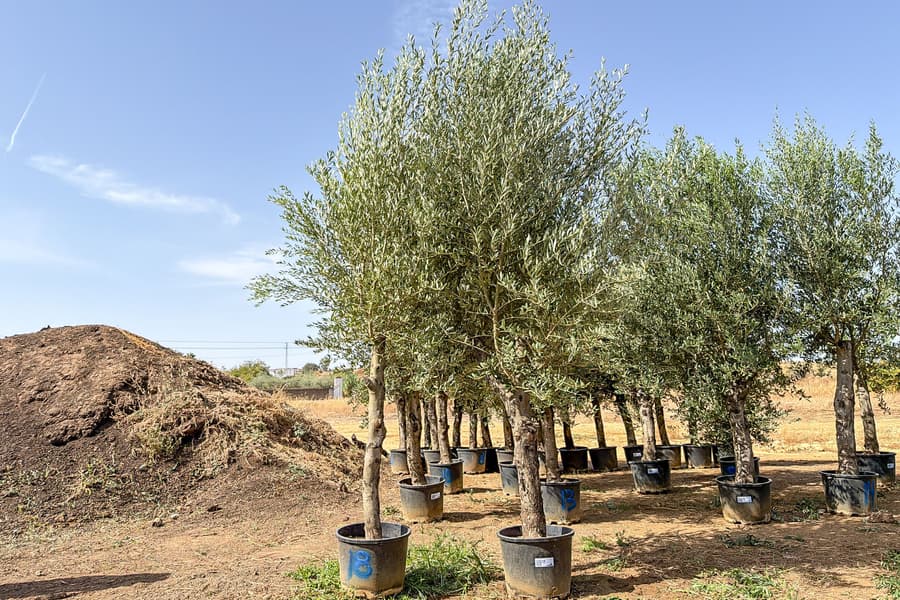 2 Olivenbäume Olea Europaea 